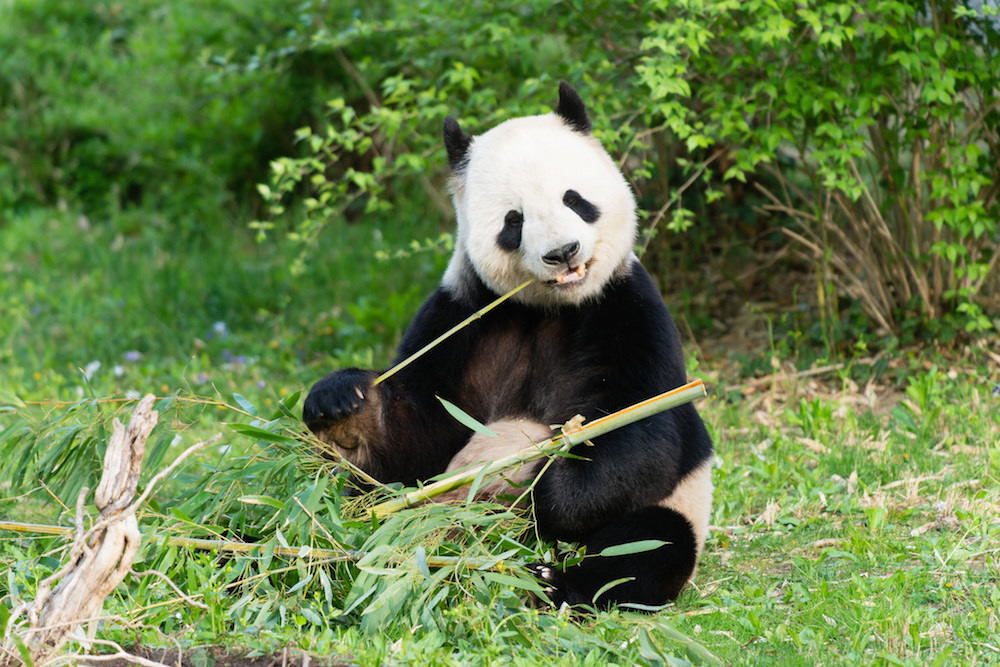 Tian Tian is one of two male pandas that contributed sperm for Mei Xiang's artificial insemination.