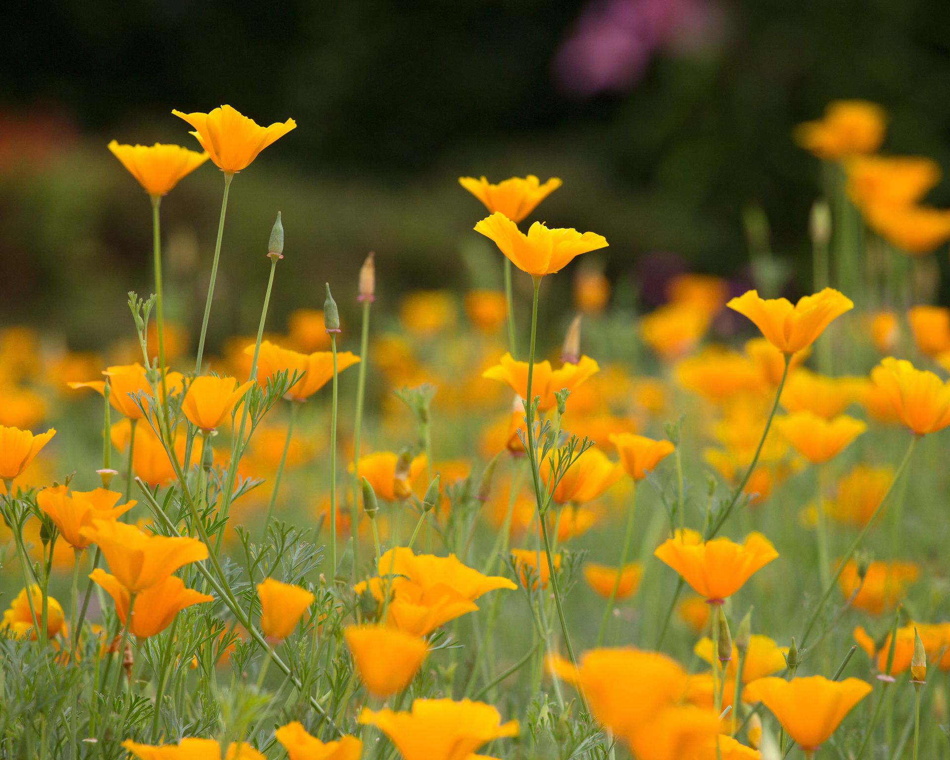 How To Grow Poppies   OsPNyZq2Ph7Km2935eVxnJ 1920 80 