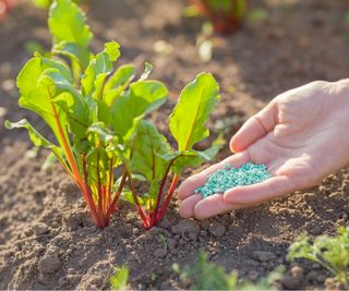 Plant fertilizer