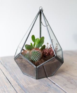 Terrarium with cacti and other green plants