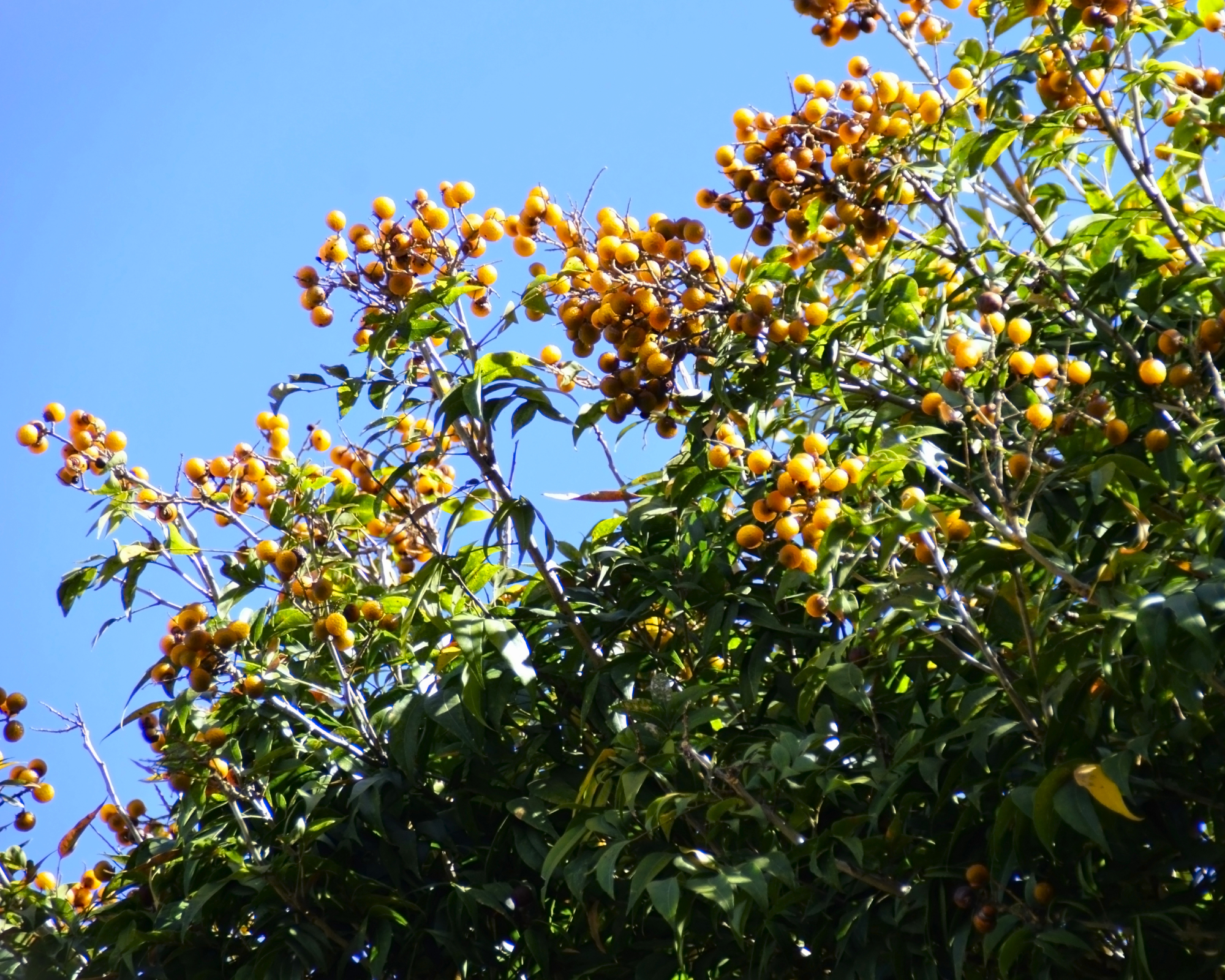 soapberry tree with berries