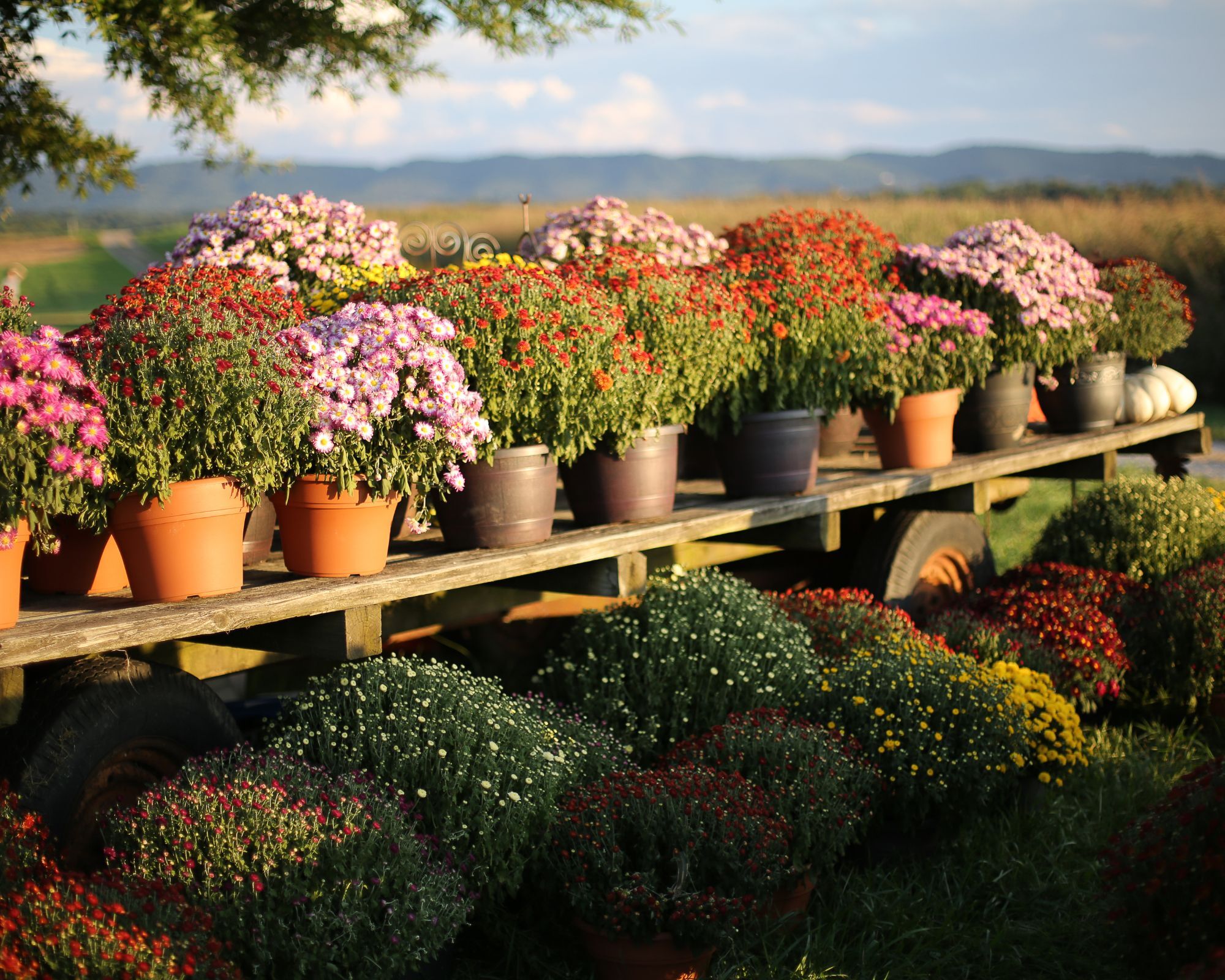 Chrysanthemums in pots on a large table