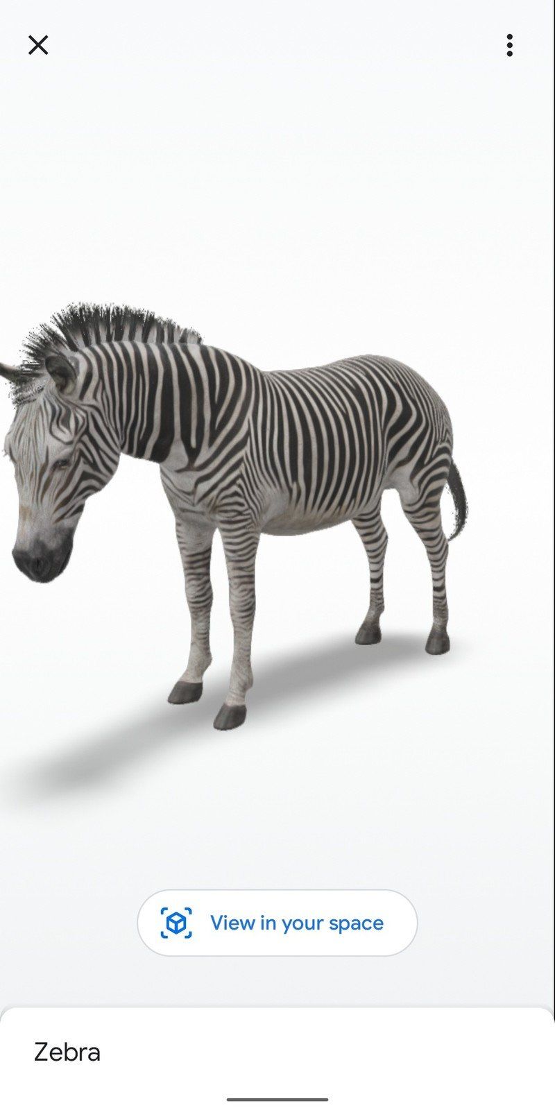 Zebra