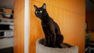 inquisitive black cat sat on a cat tree