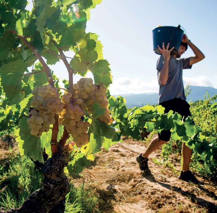 Harvesting at Her&amp;egrave;ncia Alt&amp;eacute;s in Terra Alta, Catalonia