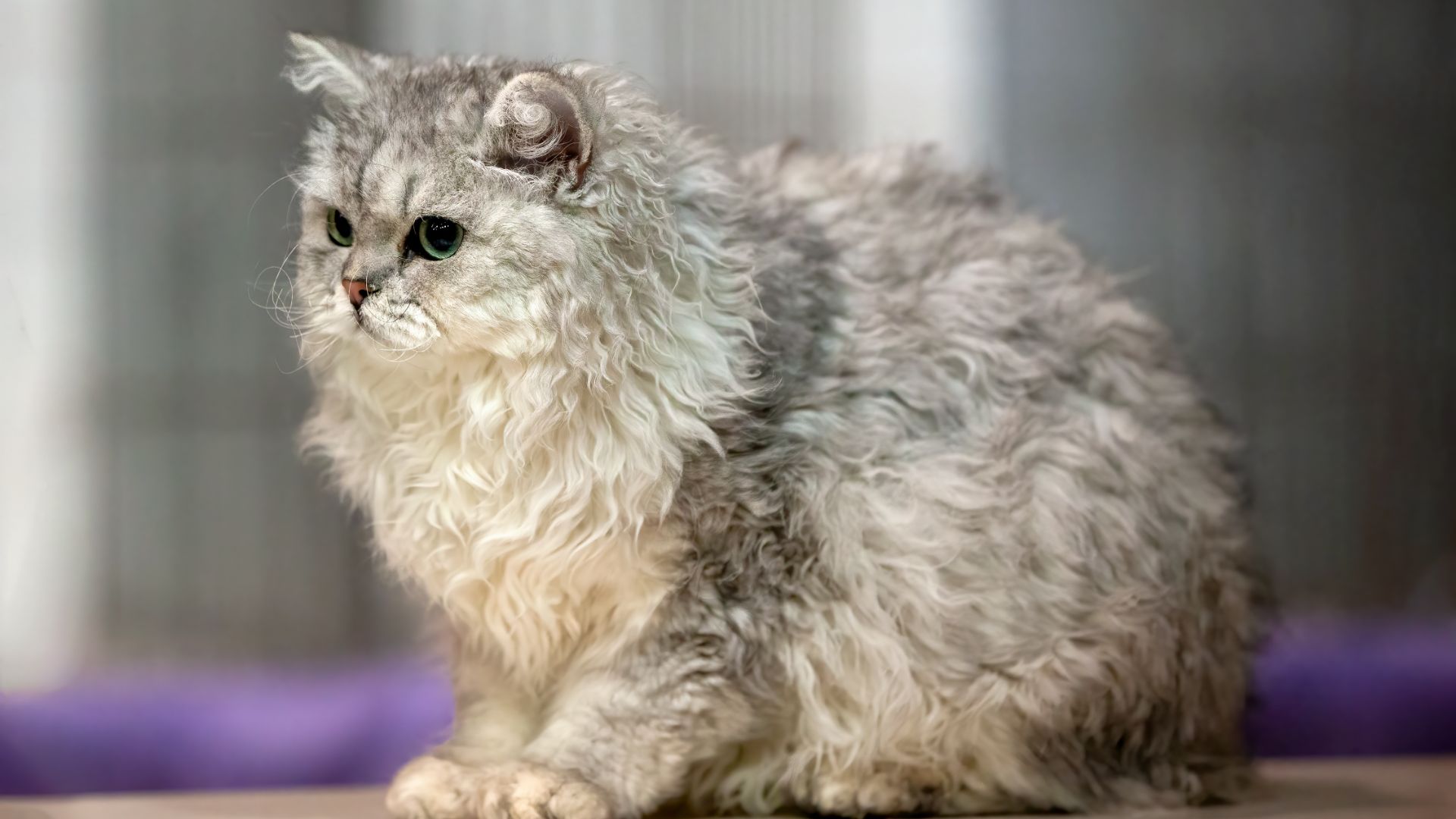grey curly coated selkirk rex cat