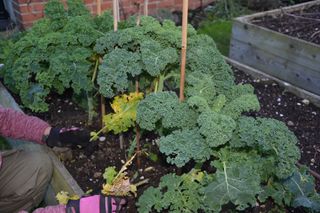 Kale in a raised bed in how to grow kale