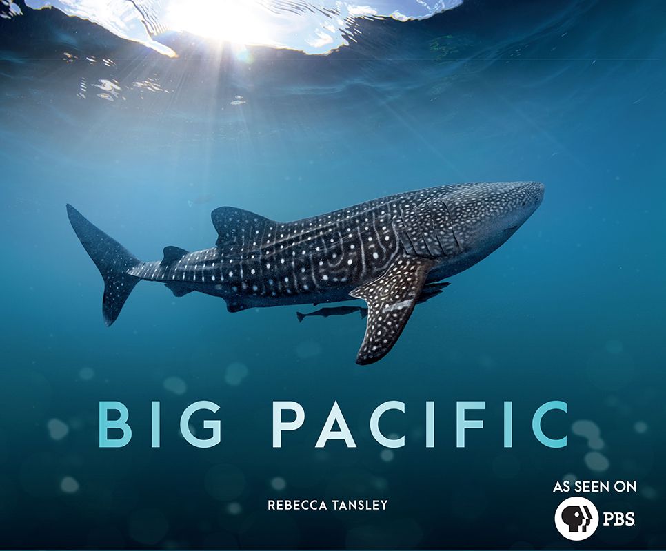 Mysterious Sea Creatures Surface in 'Big Pacific' | Live Science