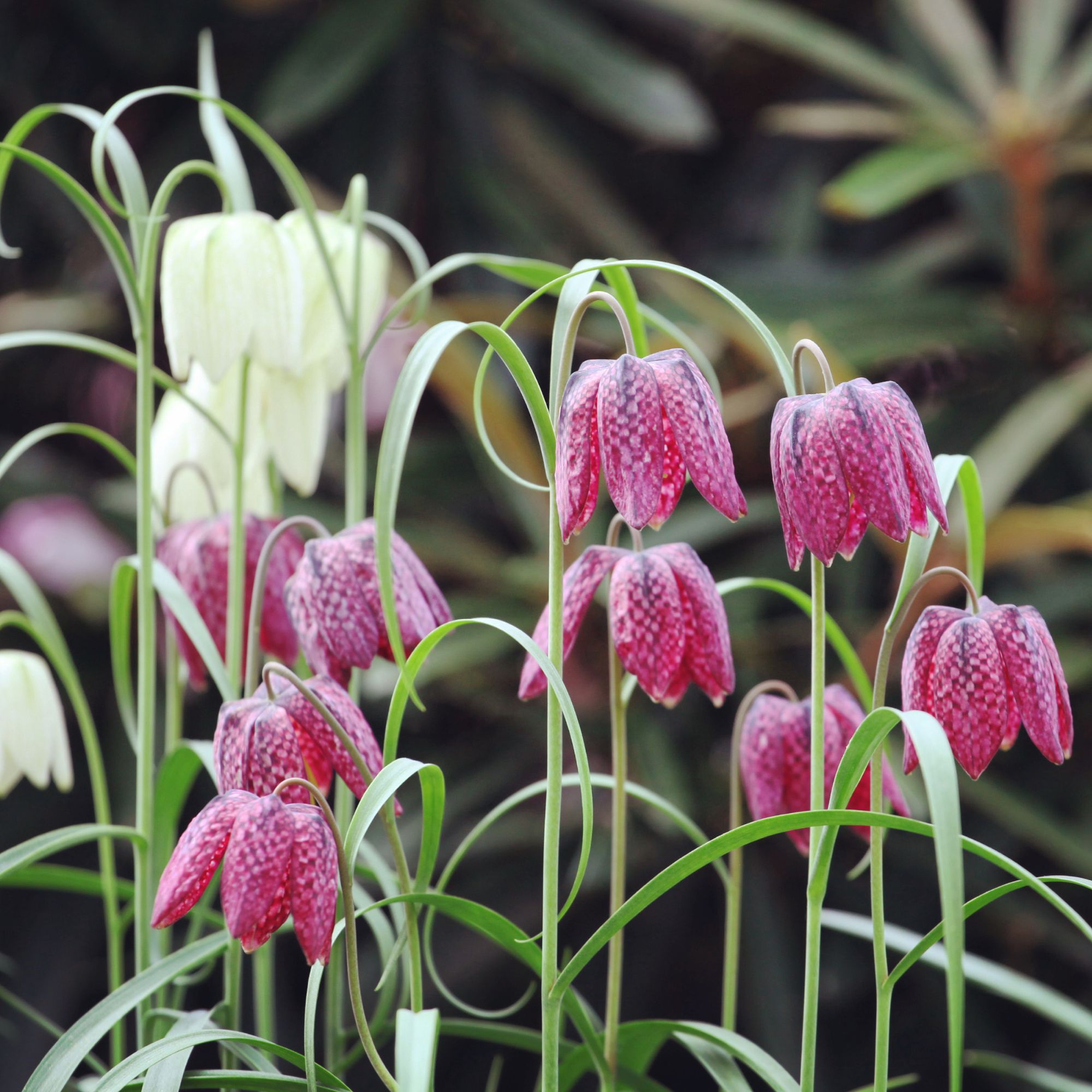 spring flowers in garden border