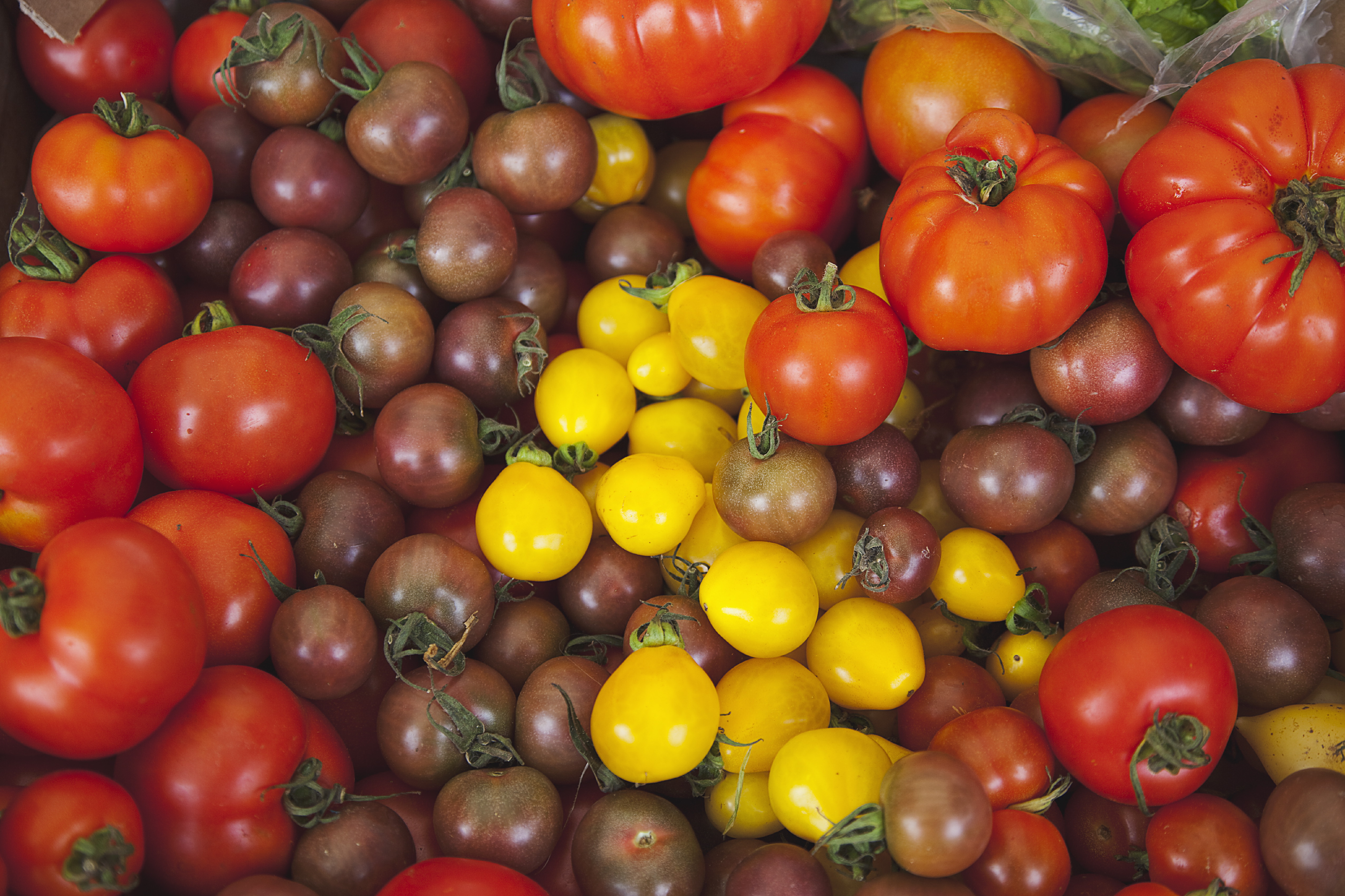 tomatoes