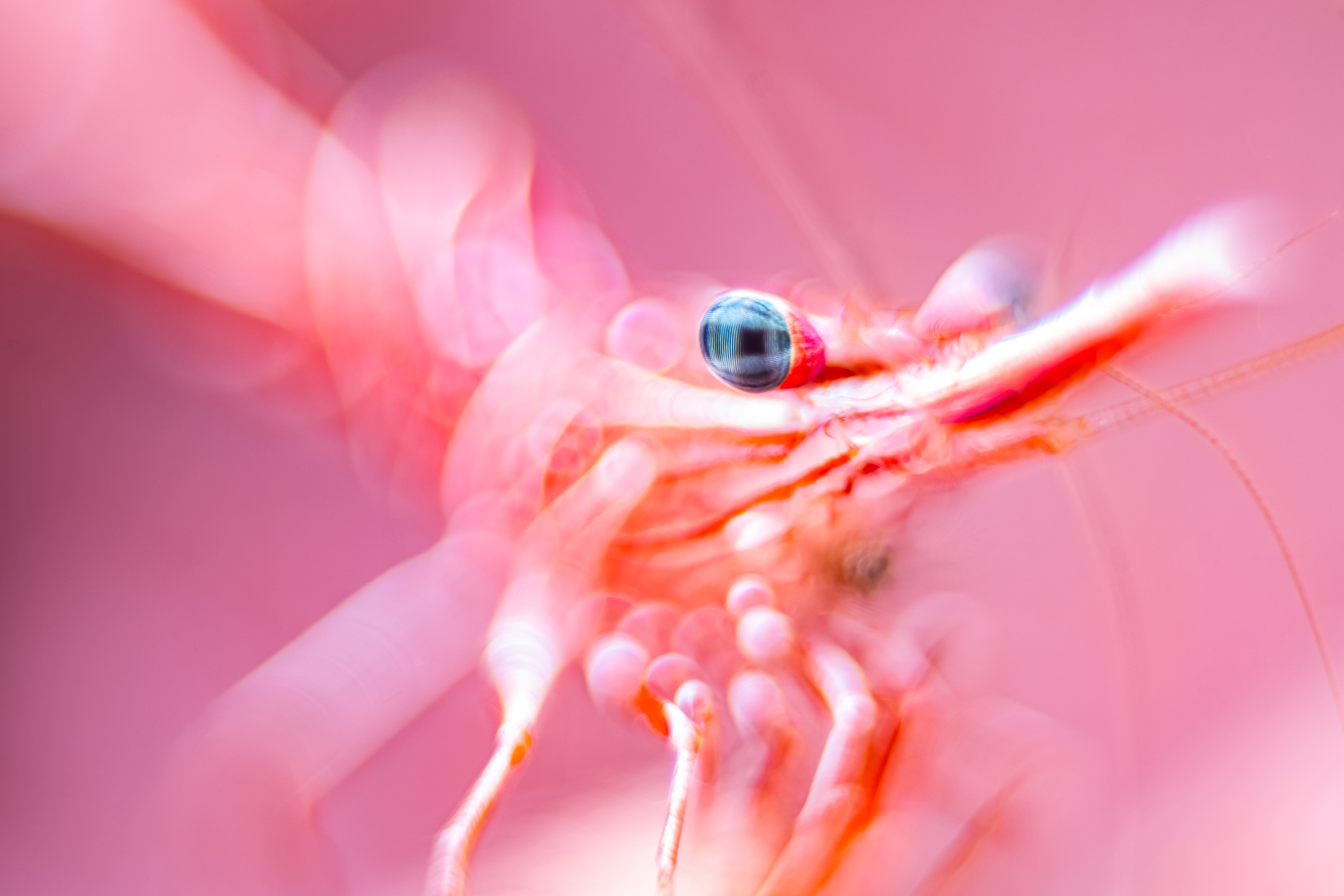 Abstract macro photograph of a small red-and-white shrimp-like crustacean with a prominent blue eye, glowing against a dreamy pink background