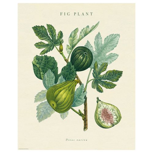 Bild Poster 'Fig Plant' 40 by 50cm