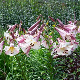 Pink and white Lilium 'Regale' lilies growing in garden