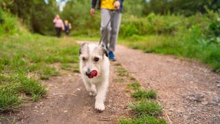 Dog on a leash walks ahead of owner 