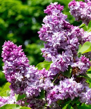 purple flowers of lilac ‘Katherine Havemeyer’