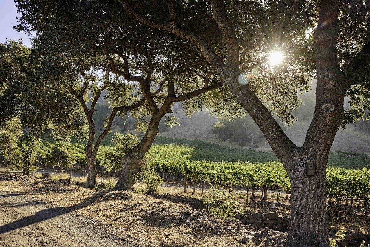 Vineyards in Napa Valley