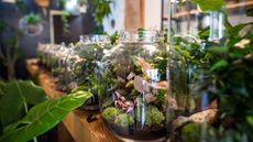 A selection of terrariums lined up on a shelf in a shop.