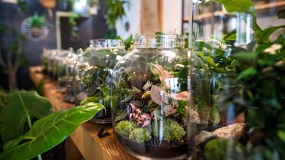 A selection of terrariums lined up on a shelf in a shop.
