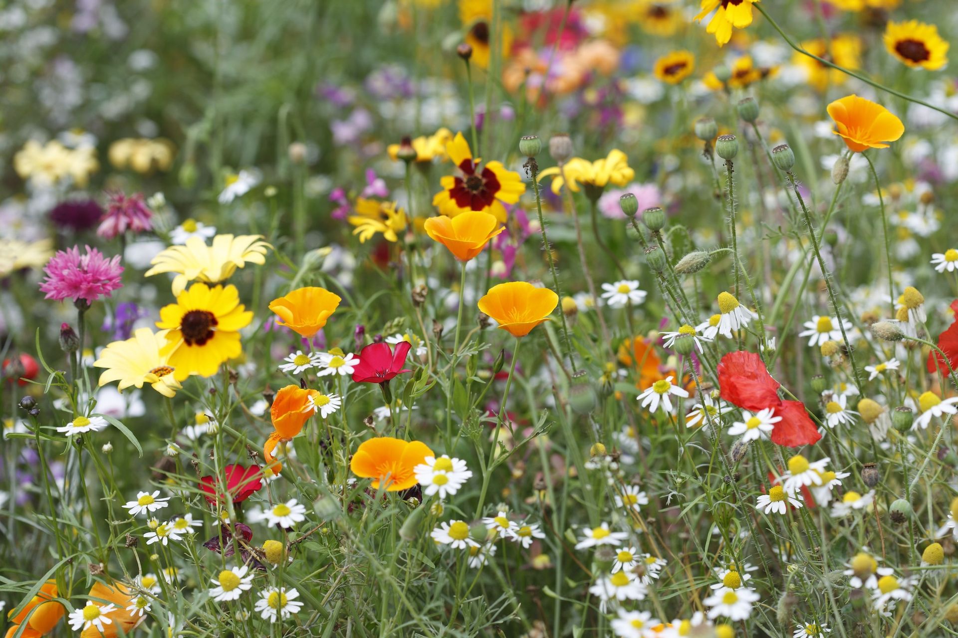 country garden ideas