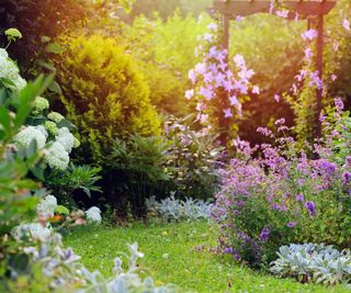 White and blue natural english cottage garden view with curvy pathway. Wooden archway with clematis, nepeta (catnip, catmint), stachys byzantina (lamb ears) and hydrangeas