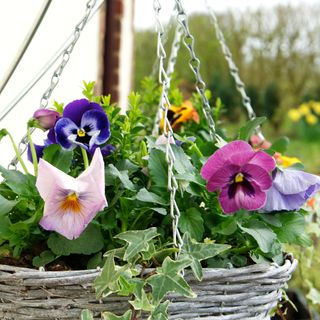 Close up of pansies and ivy in hanging basket