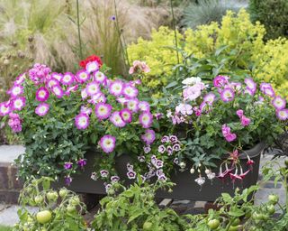 colourful window box planted with trailing fuchsias 'Harry Gray' and 'La Campanella'; Geranium 'Bullseye Mixed; Calibrachoa 'Double Pink Tastic'; ivy-leaved Geranium 'Ivy Flair'; Petunia 'Single Rose F1.
