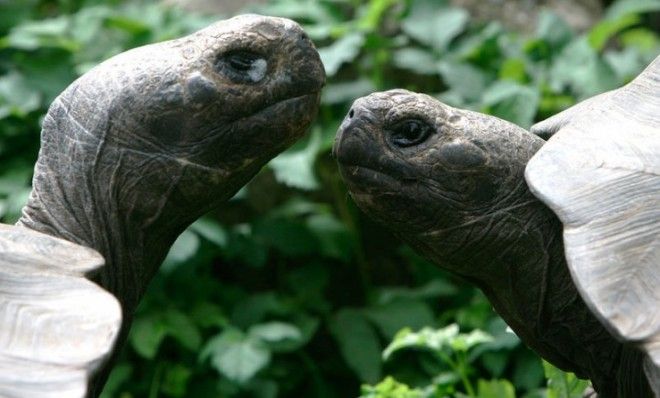 Galapagos tortoises