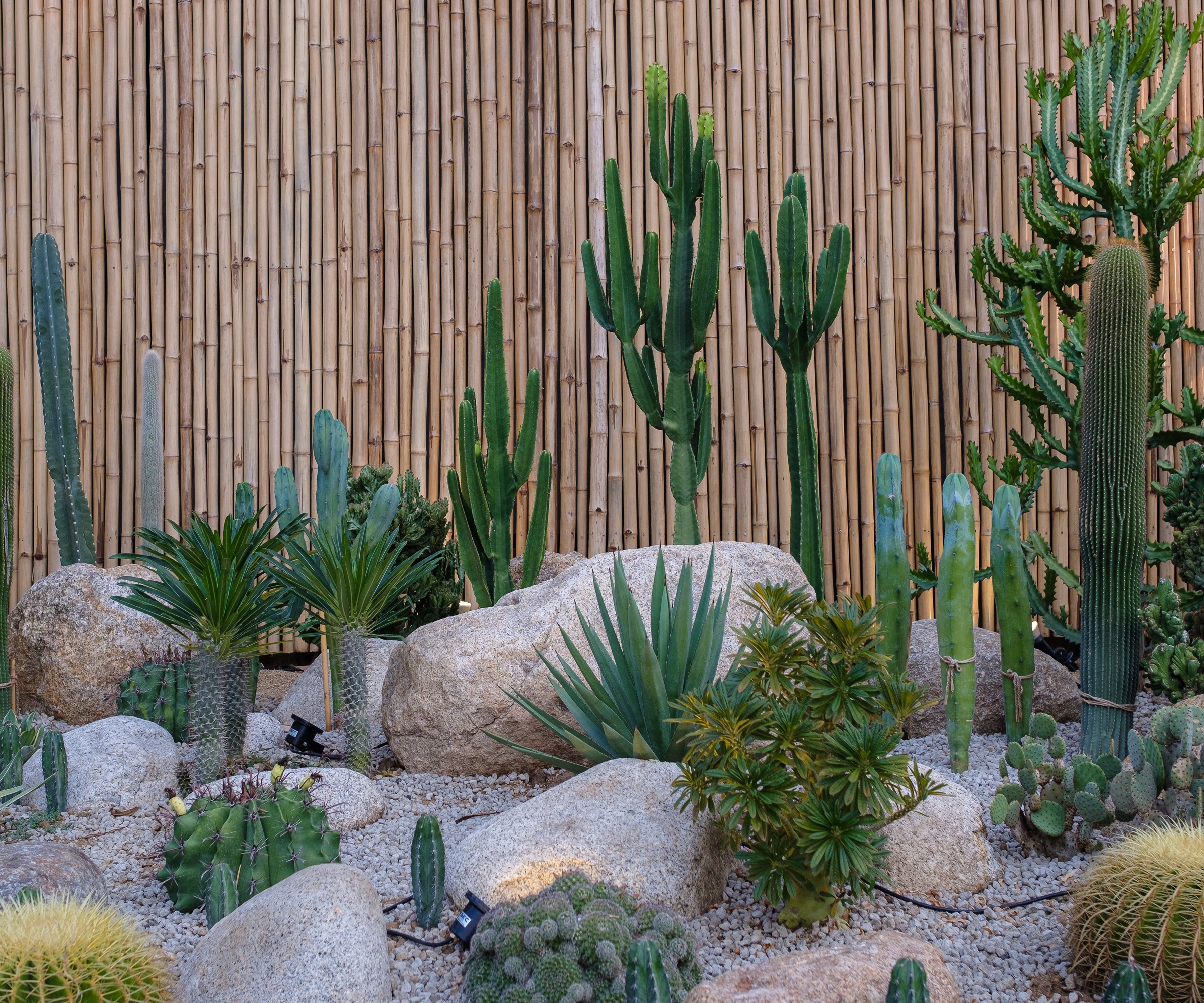 cacti