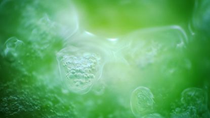 Green plasma with clear cells moving throughout.