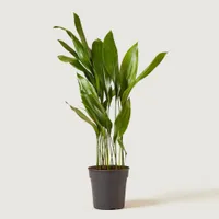 Aspidistra cast iron plant 90-100cm: £85 at Patch Plants