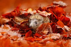 hedgehog in autumn garden