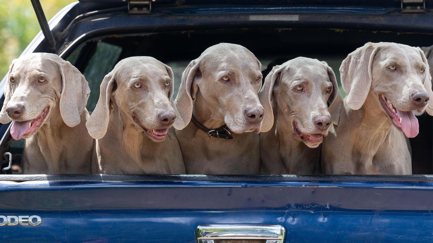 Weimaraner gundogs in a pick-up