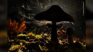 On the forest floor a mushroom releases its spores that appear colourful from the refracted light against the rain