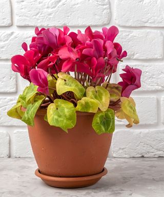 Yellow leaves on a pink potted cyclamen plant.