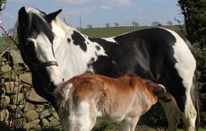 foster mare