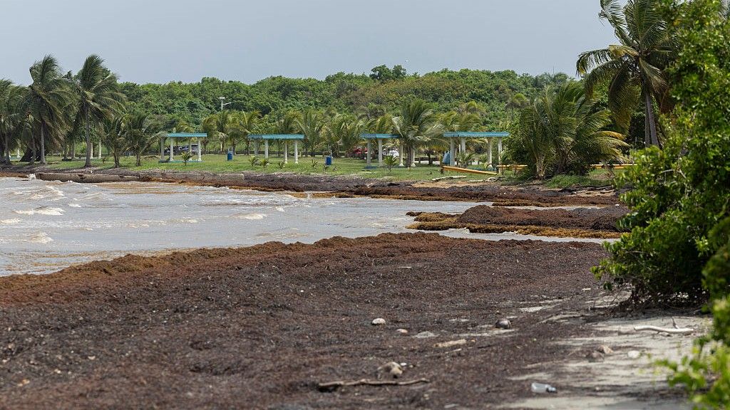 Record-breaking piles of sargassum seaweed wash up on Caribbean beaches, with more on the way