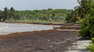 A beach in Ceiba, Puerto Rico covered in sargassum algae.