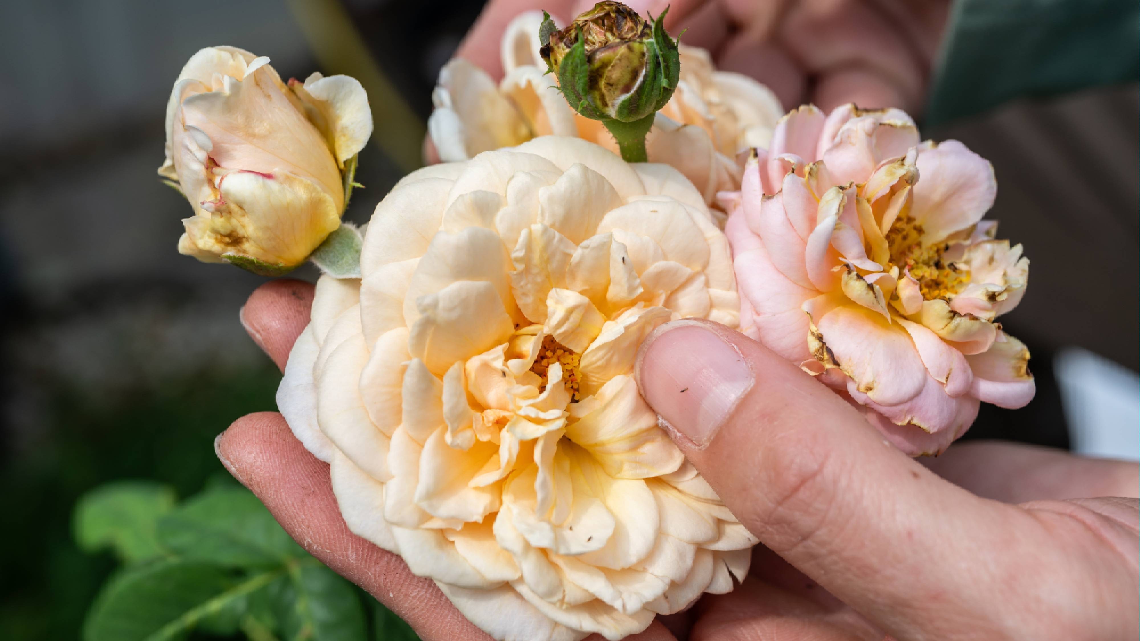 Inspecting thrips on roses