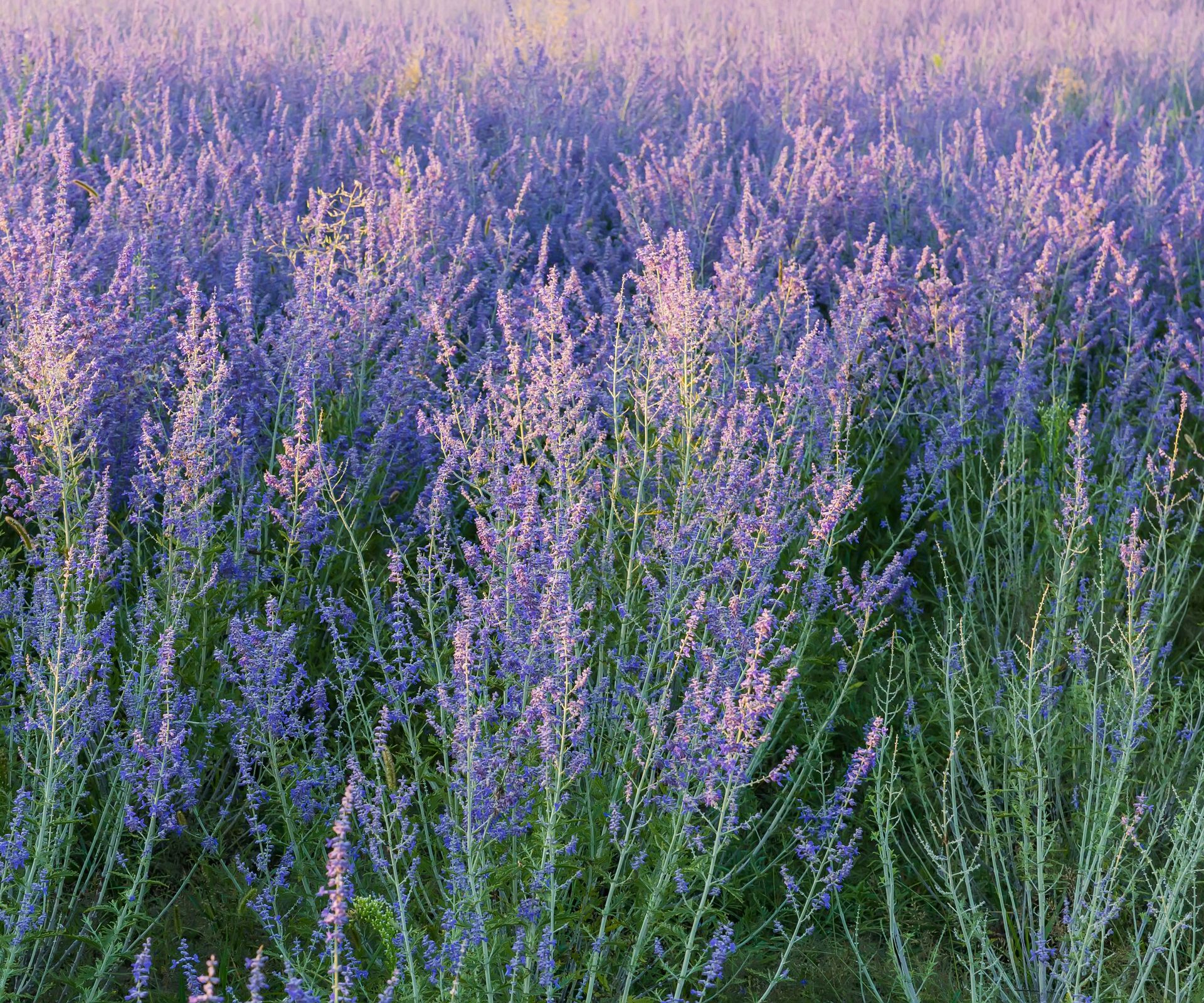Russian sage mass planting in garden with purple flowers