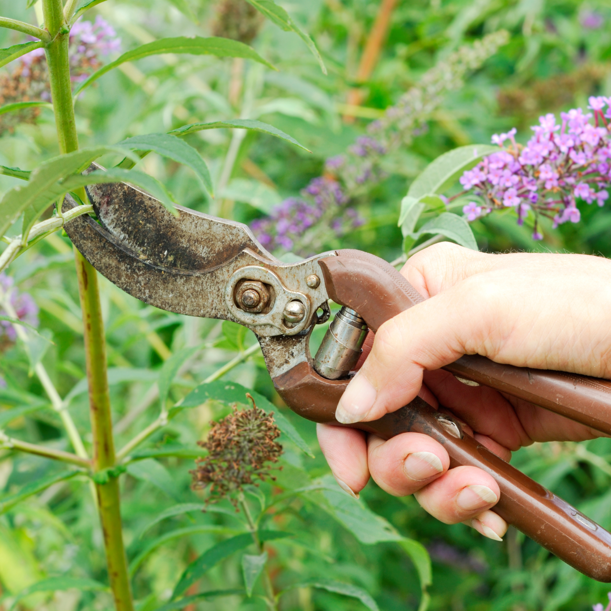 Woman's hand pruning butterfly bush