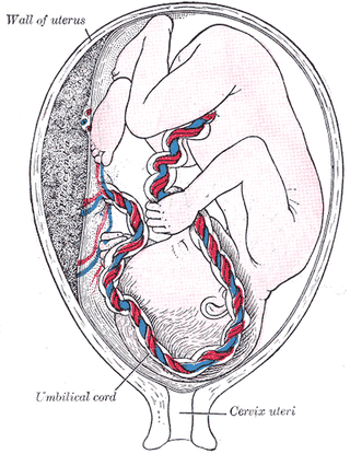 A fetus in utero from Gray's Anatomy.