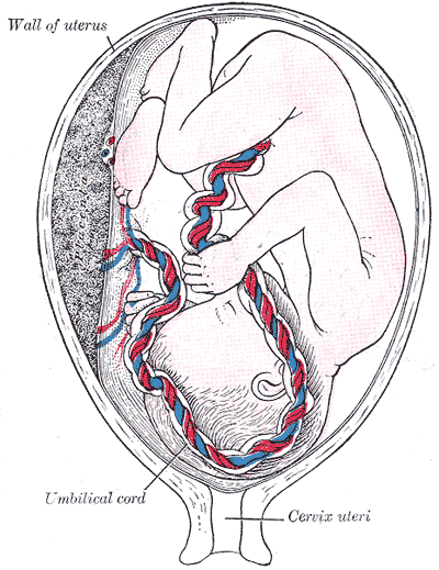 A fetus in utero from Gray&#039;s Anatomy.