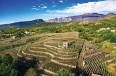 Benanti vineyards in Contrada Rinazzo Alto, Sicily