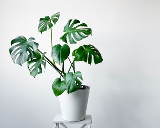 Swiss cheese plant on small table