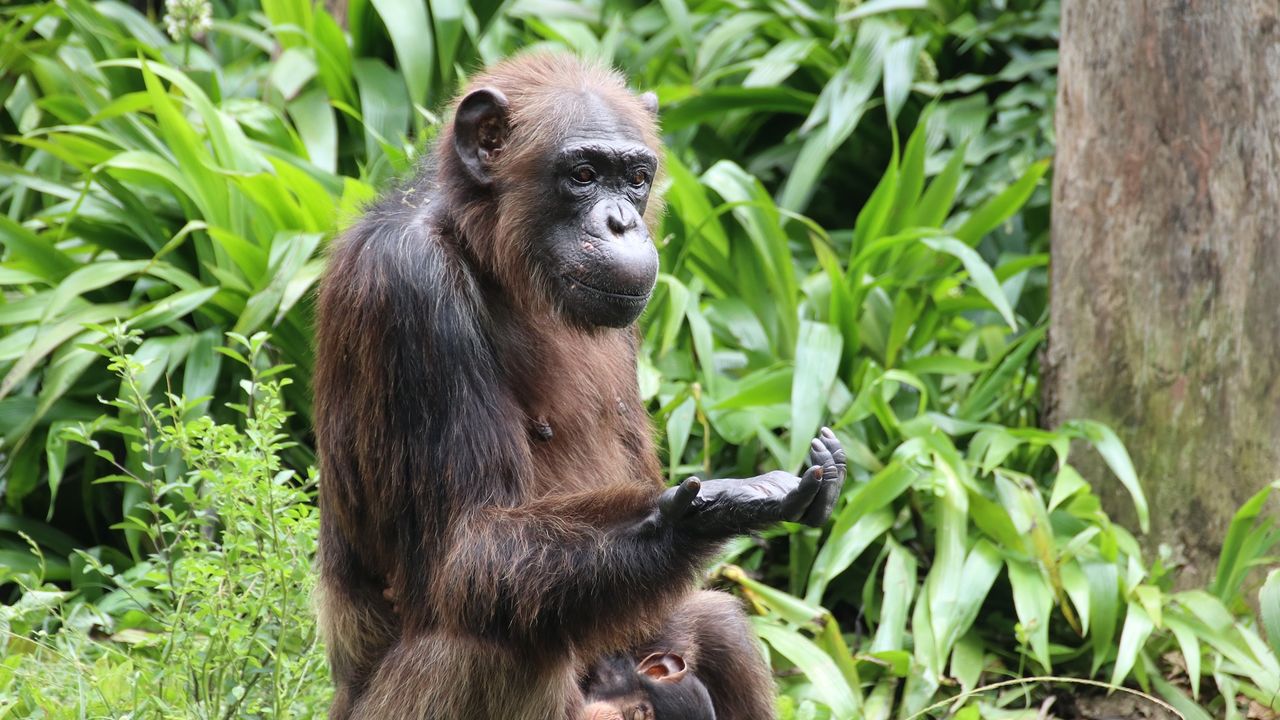 Chimps 'think about thinking' in order to weigh evidence and plan their actions, new research suggests
