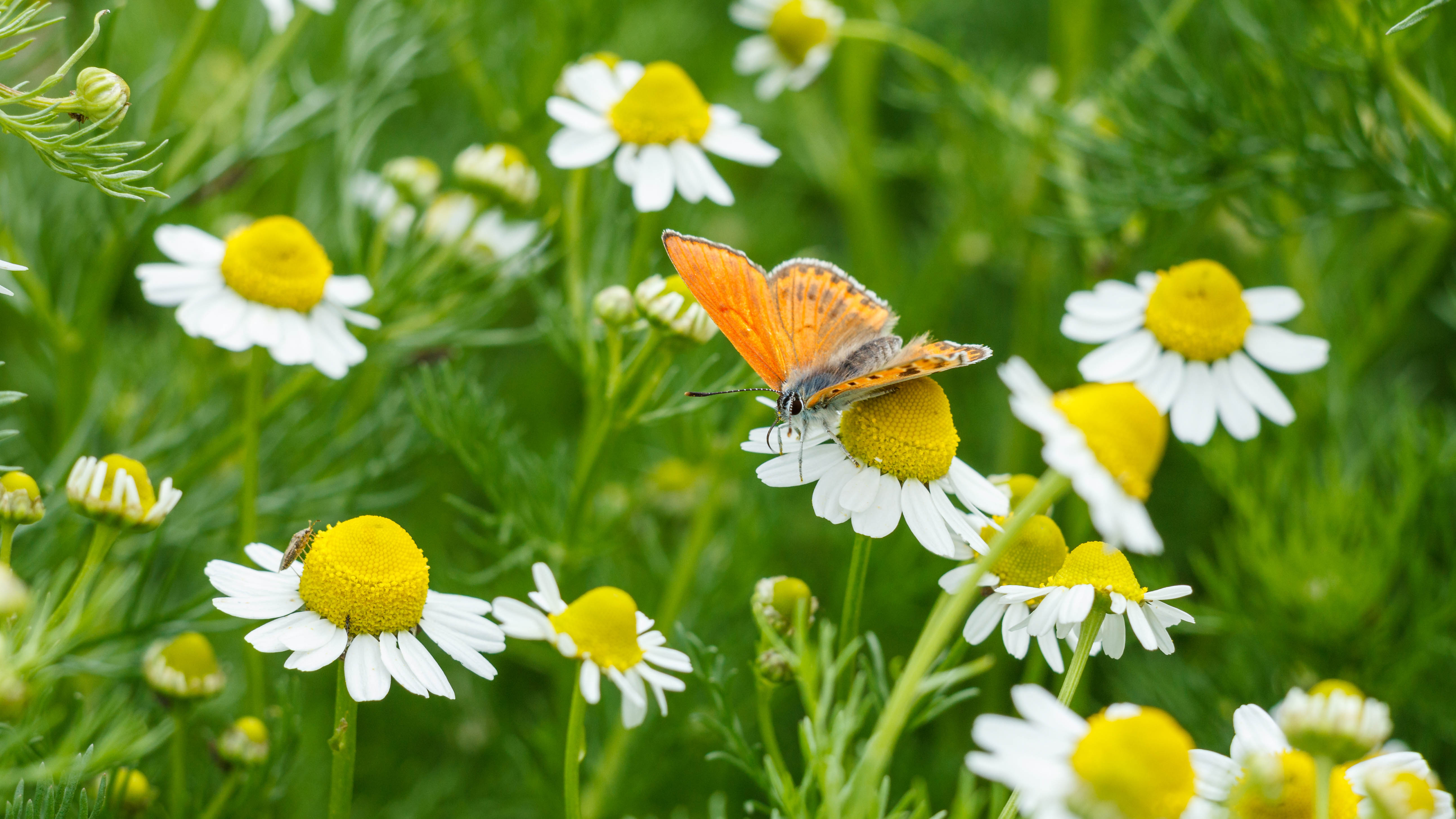 Ein Schmetterling, der auf Kamillenblüten ruht