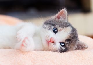 A kitten lying on a blanket.