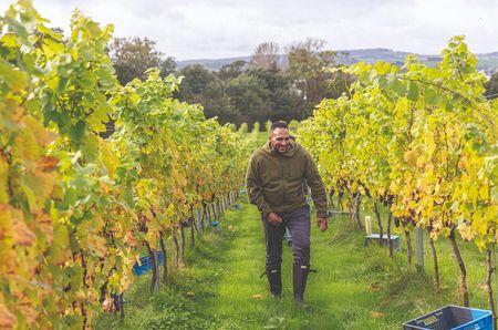 Man walking in vineyard