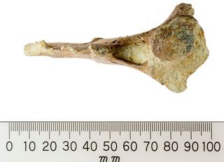 Ancient dolphin vertebra