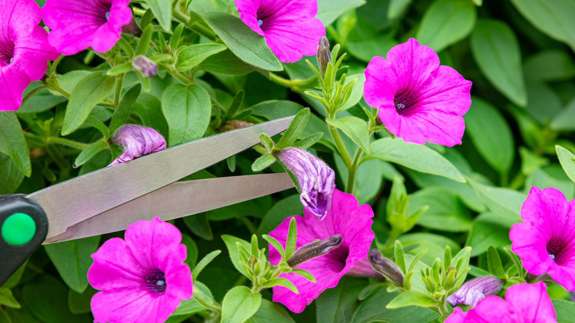 picture of person pruning petunias in summer